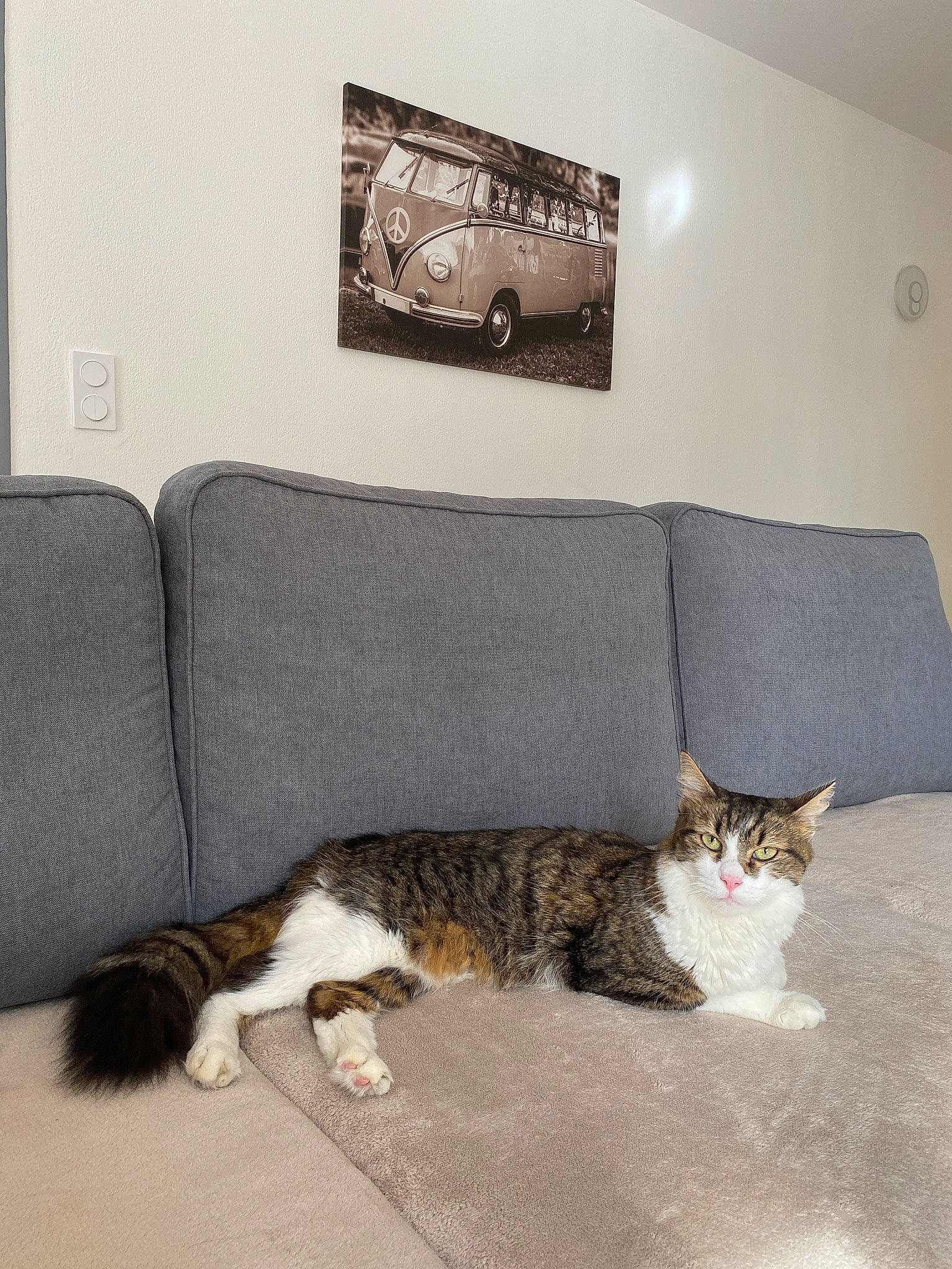 Sky participe au concours pour gagner de l'argent avec cette photo : carnivore, cat, comfort, couch, felidae, floor, flooring, furniture, grey, hardwood, living_room, mammal, picture_frame, rectangle, small_to_medium_sized_cats, studio_couch, wall, wheel, whiskers, wood