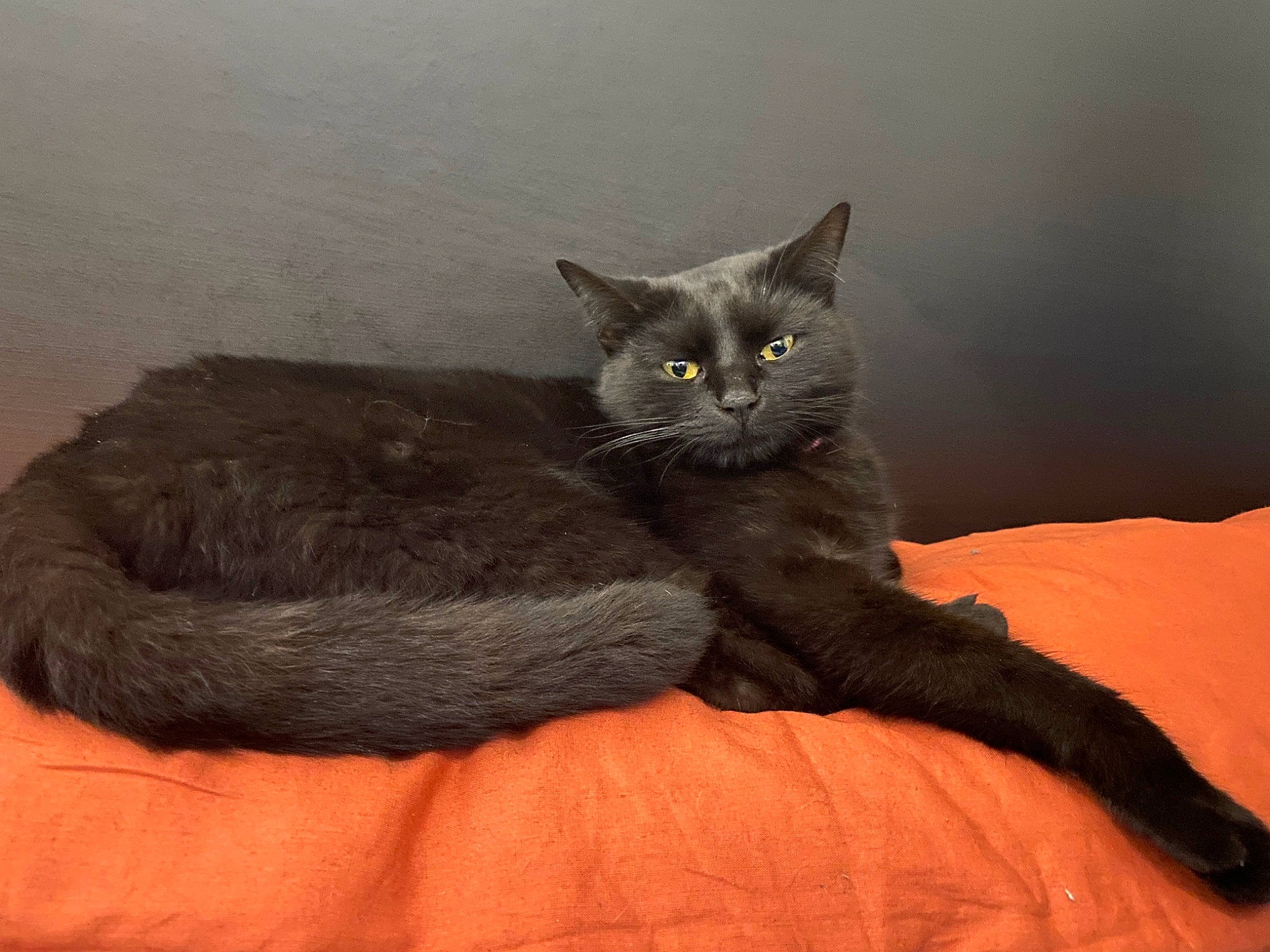 Nala participe au concours pour gagner de l'argent avec cette photo : black_cat, carnivore, cat, cat_bed, cat_supply, chartreux, claw, comfort, domestic_short_haired_cat, eye, felidae, fur, grey, paw, sitting, small_to_medium_sized_cats, tail, terrestrial_animal, whiskers
