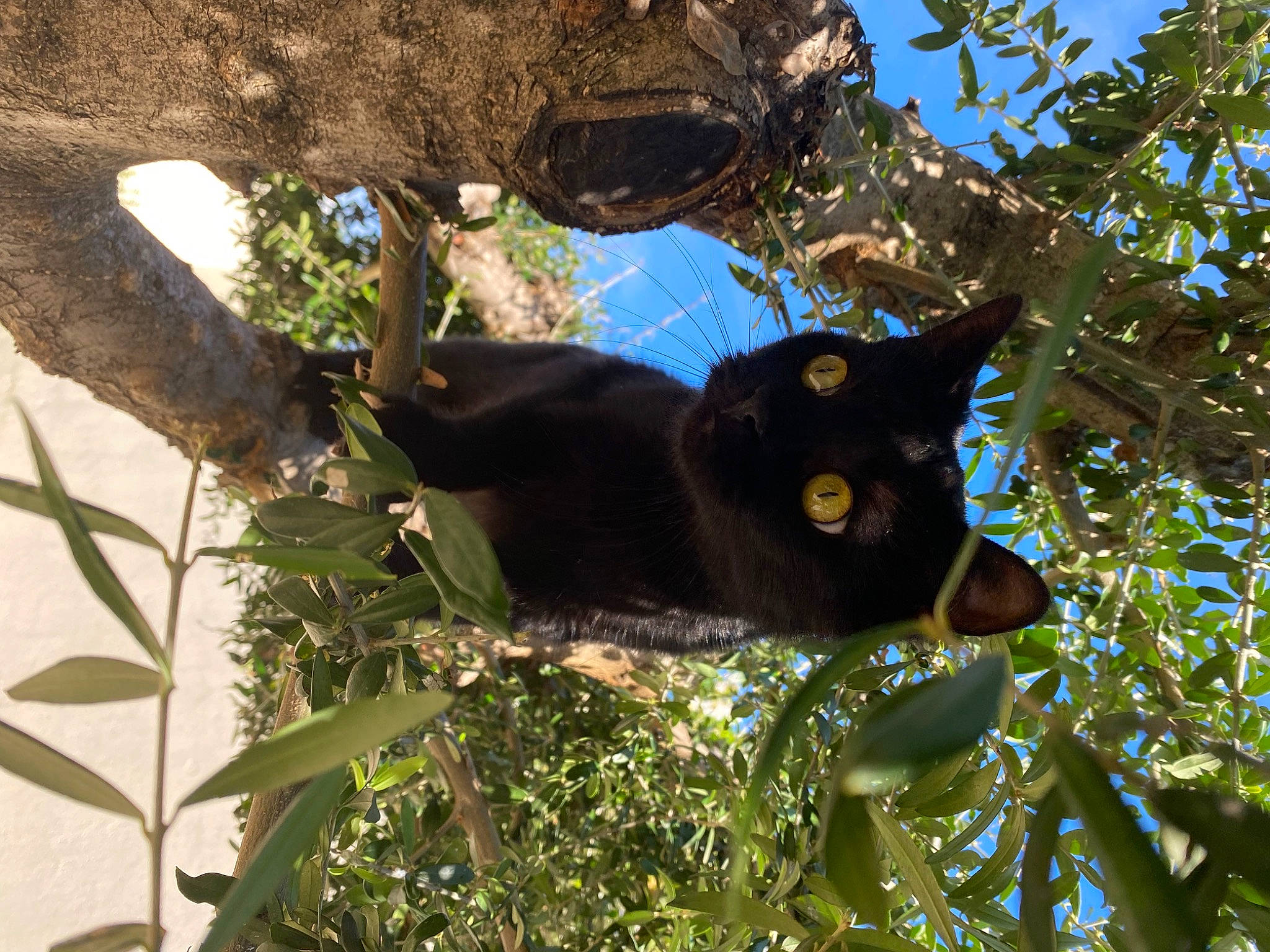 Nala participe au concours pour gagner de l'argent avec cette photo : black_cat, bombay, branch, carnivore, cat, domestic_short_haired_cat, electric_blue, felidae, fur, grass, plant, small_to_medium_sized_cats, tail, terrestrial_animal, tree, trunk, twig, vertebrate, whiskers