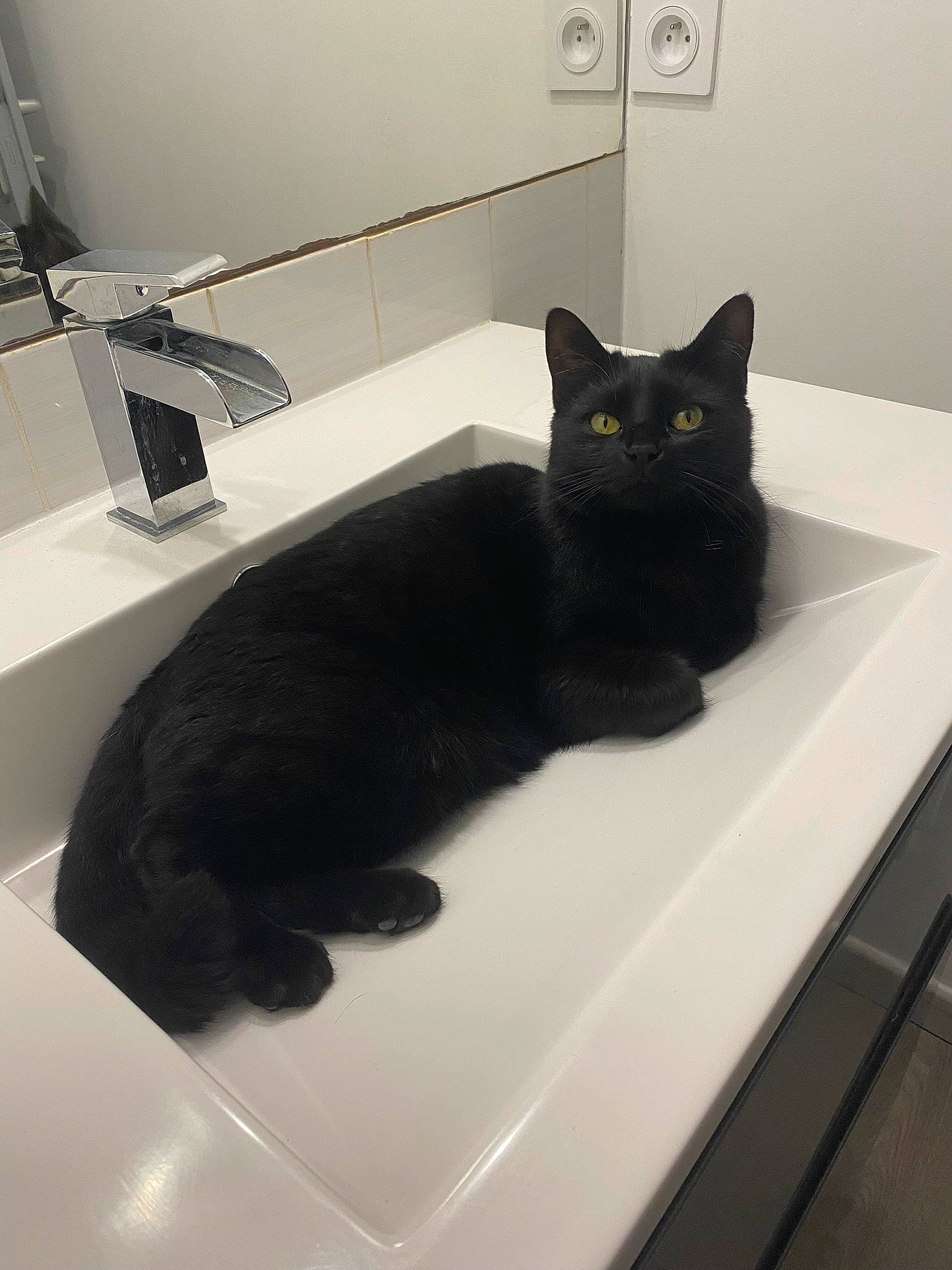 Nala a rejoint le concours — aidez-le/la à gagner de superbes lots ! black_cat, bombay, carnivore, cat, comfort, composite_material, domestic_short_haired_cat, felidae, flooring, fur, gas, grey, pet_supply, plumbing_fixture, rectangle, room, small_to_medium_sized_cats, tail, whiskers