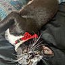 Rufus joined the competition — help win amazing prizes! cat, tuxedo_cat, black_and_white, pet, animal, upside_down, lying_down, red_bow_tie, collar, whiskers, green_eye, face, close_up, indoors, blanket, couch, relaxed, sleepy, funny, portrait