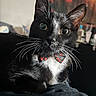 cat, tuxedo_cat, black_and_white, bow_tie, whiskers, mismatched_eyes, green_eye, amber_eye, close_up, portrait, indoor, sitting, alert, short_hair, pet, feline, dramatic_lighting, cozy, artwork, blanket