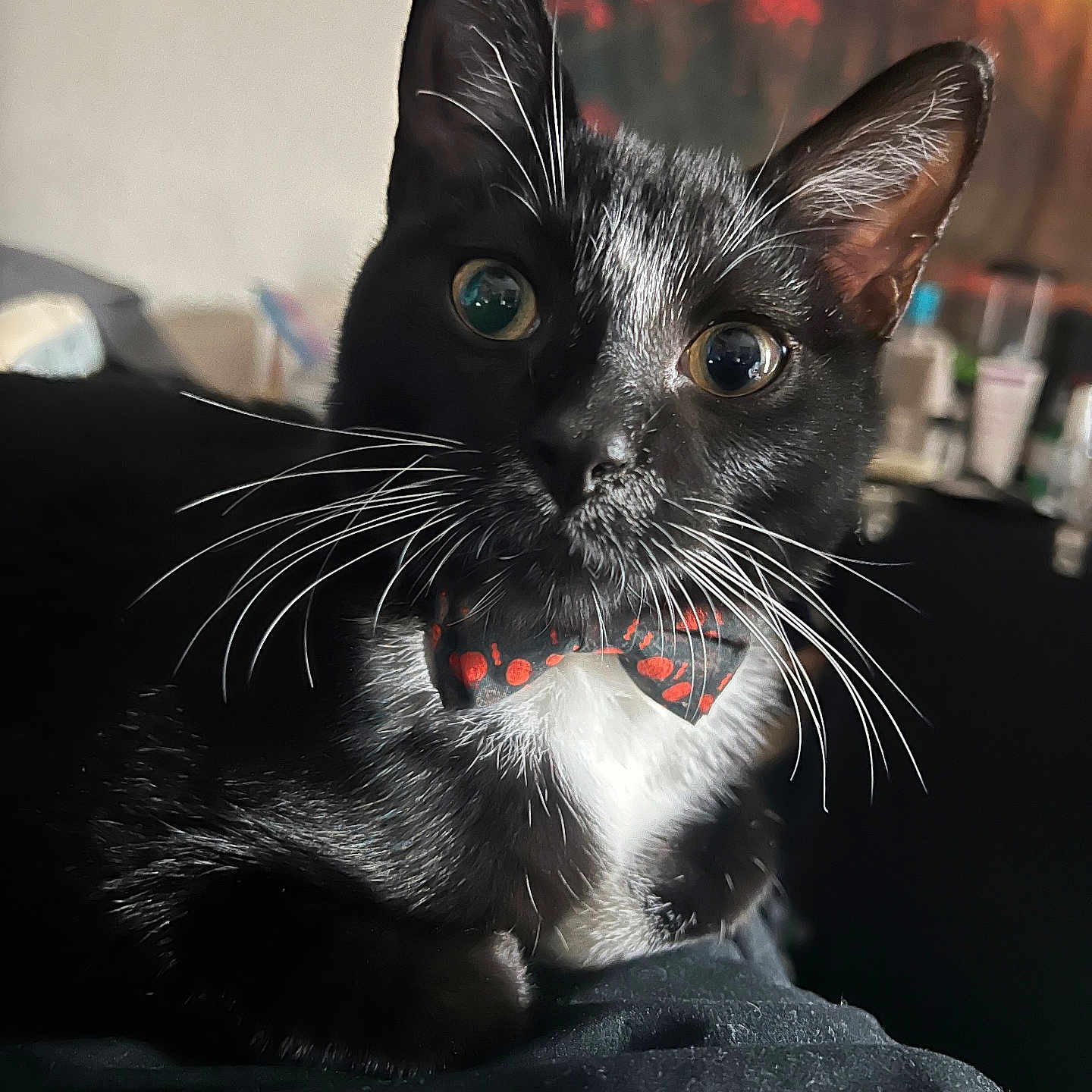 Rufus