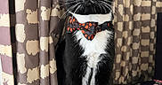Rufus is registered to the contest to win money with this photo: cat, tuxedo_cat, black_and_white, pet, animal, bow_tie, formalwear, whiskers, green_eyes, portrait, sitting, indoors, curtains, patterned_background, floral_fabric, furniture, white_paws, black_fur, alert, close_up