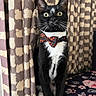 cat, tuxedo_cat, black_and_white, pet, animal, bow_tie, formalwear, whiskers, green_eyes, portrait, sitting, indoors, curtains, patterned_background, floral_fabric, furniture, white_paws, black_fur, alert, close_up