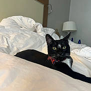 Rufus is registered to the contest to win money with this photo: cat, tuxedo_cat, black_and_white, bow_tie, pet, animal, feline, whiskers, green_eyes, pointed_ears, lying_down, bed, bedroom, white_bedding, indoor, lamp, portrait, close_up, cozy, relaxed