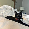 cat, tuxedo_cat, black_and_white, bow_tie, pet, animal, feline, whiskers, green_eyes, pointed_ears, lying_down, bed, bedroom, white_bedding, indoor, lamp, portrait, close_up, cozy, relaxed