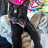 Rufus is registered to the contest to win money with this photo: cat, black_cat, bow_tie, pet, animal, feline, sleepy, sitting, lying_down, whiskers, ears, fur, blanket, cozy, indoor, bed, colorful_background, portrait, cute, relaxed