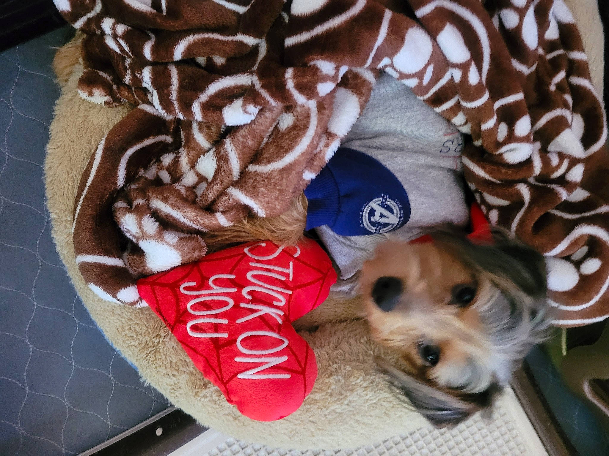 Newton is registered to the contest to win money with this photo: basket, canidae, carnivore, comfort, companion_dog, costume_hat, dog, dog_breed, dog_clothes, dog_supply, fashion_accessory, fawn, felidae, font, fur, hat, pet_supply, sporting_group, sunglasses, toy_dog