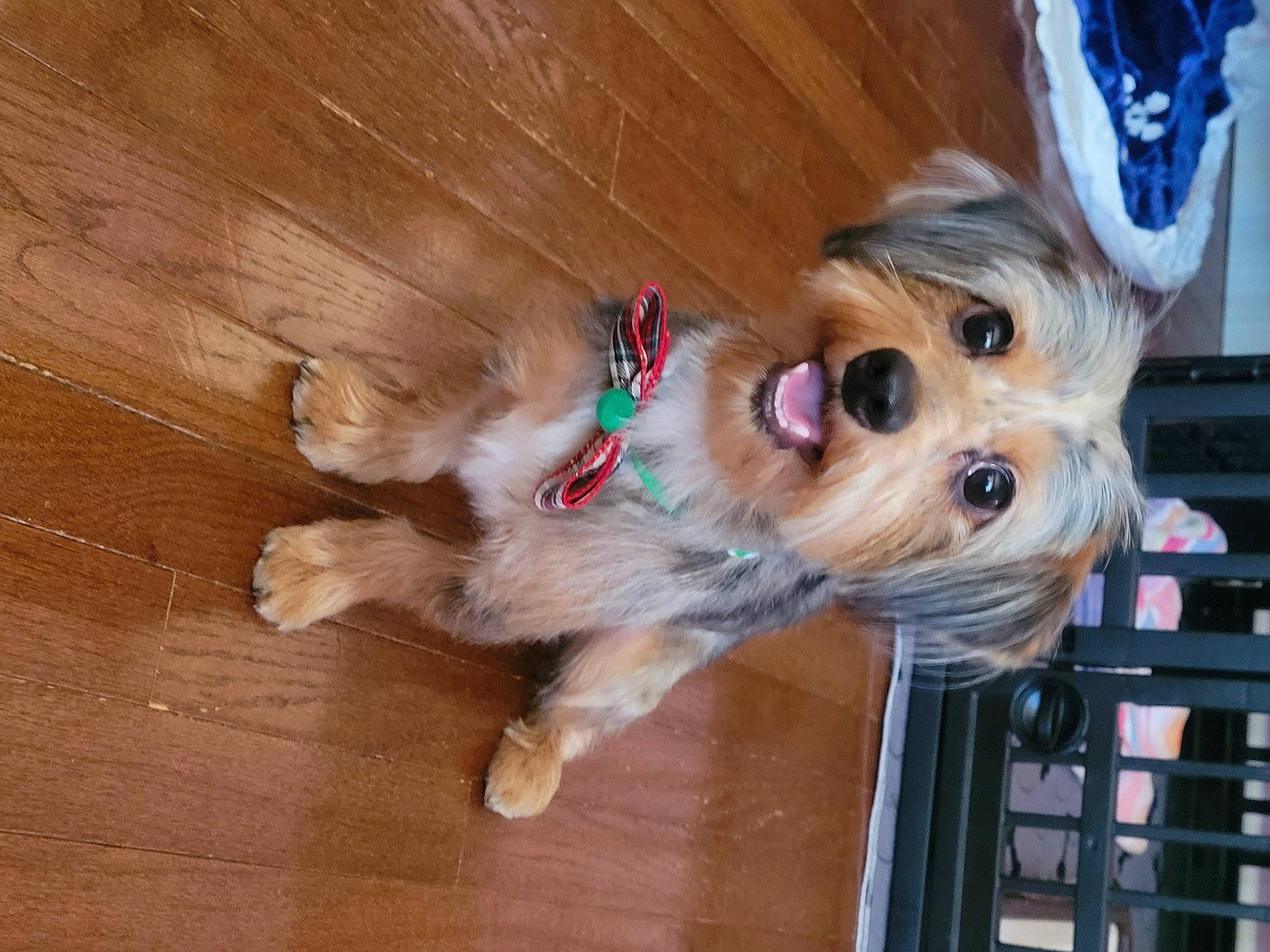 Newton is registered to the contest to win money with this photo: carnivore, collar, companion_dog, dog, dog_breed, dog_clothes, dog_supply, fawn, flooring, fur, hardwood, liver, pet_supply, snout, sporting_group, toy, toy_dog, wood, working_animal, yorkshire_terrier