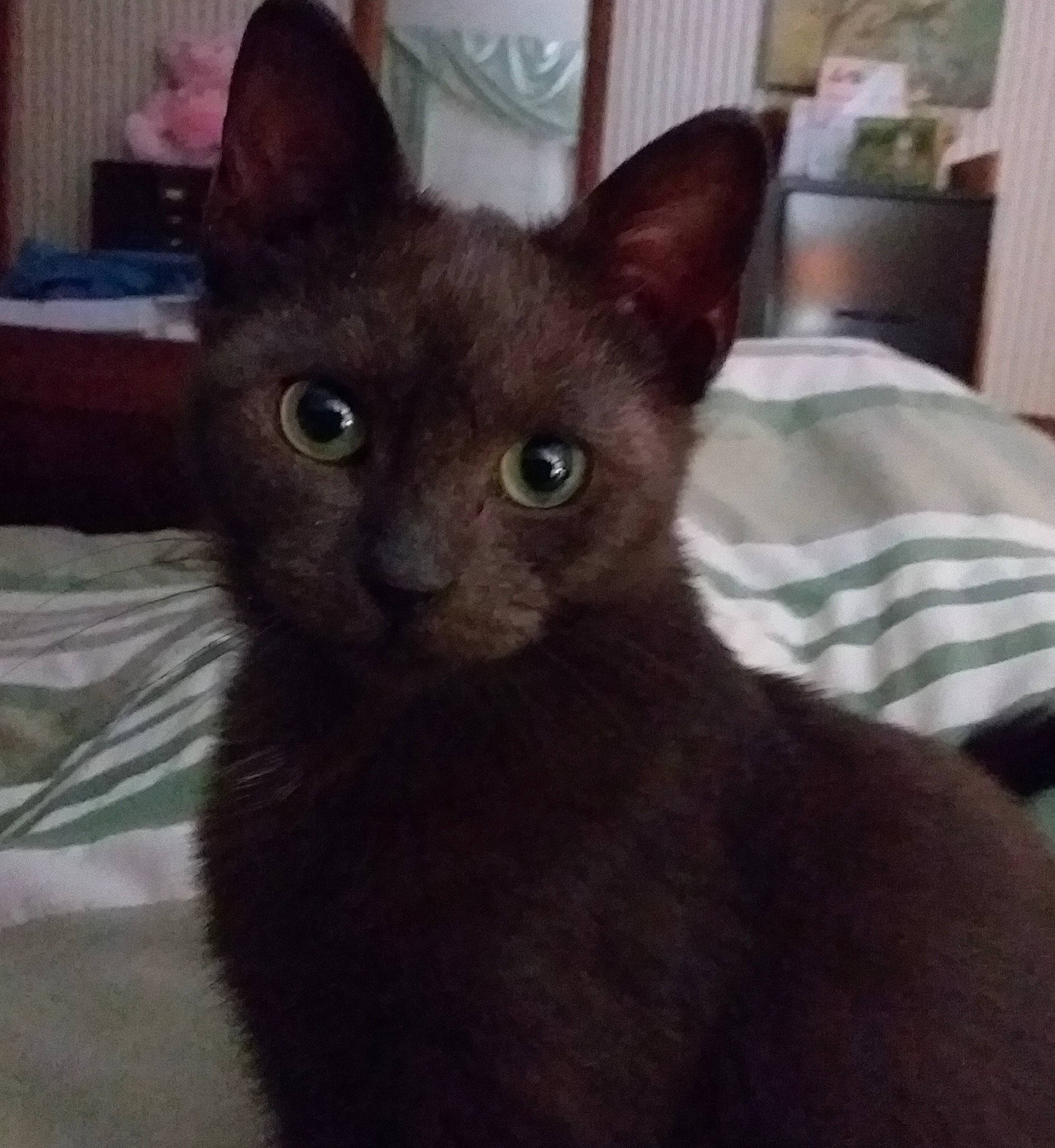 Velvet is registered to the contest to win money with this photo: black_cat, carnivore, cat, cat_supply, comfort, domestic_short_haired_cat, felidae, fur, mammal, small_to_medium_sized_cats, snout, tail, terrestrial_animal, whiskers