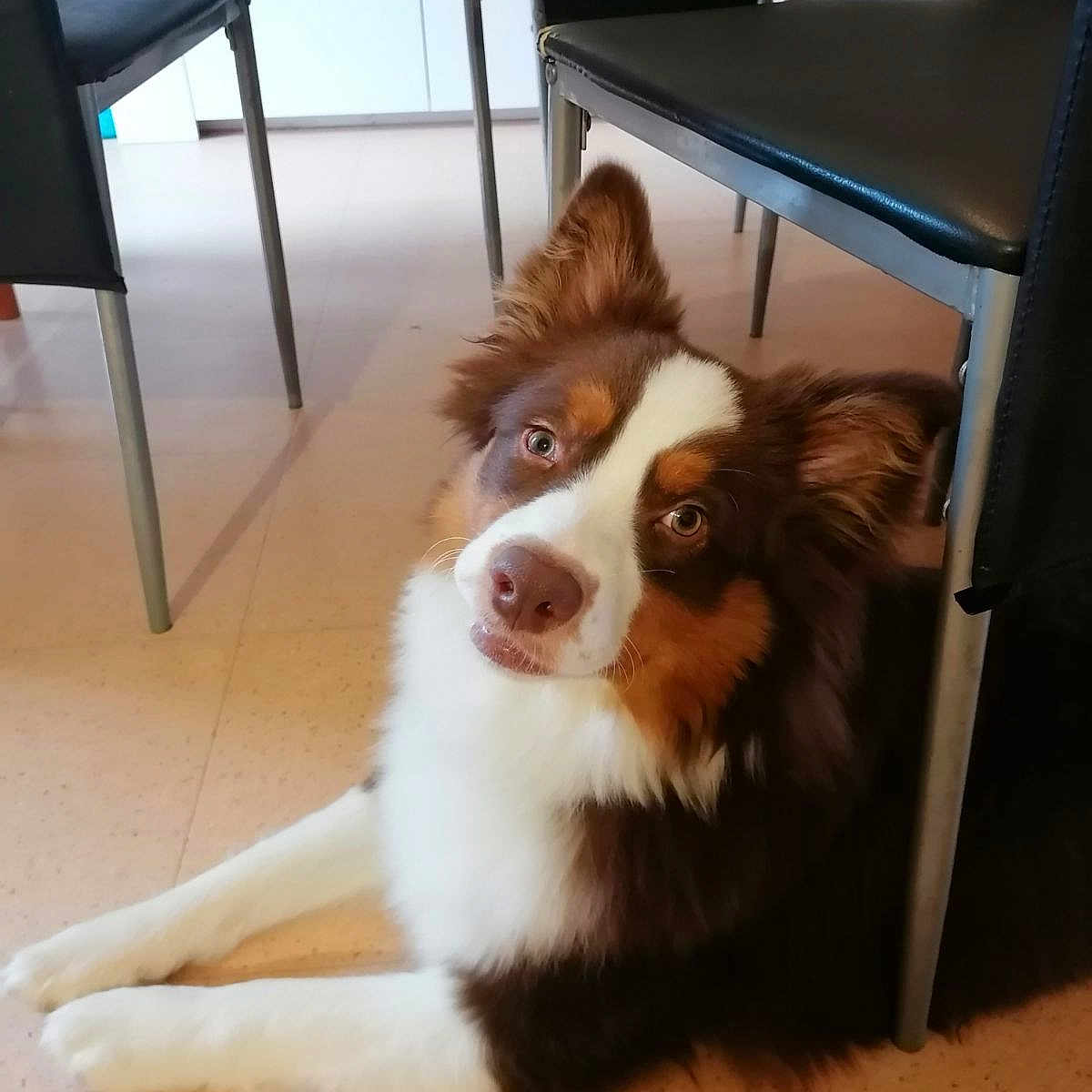 Viking a rejoint le concours — aidez-le/la à gagner de superbes lots ! animal, brown, chair, companion, cute, dog, domestic, ears, eyes, floor, fur, indoor, legs, looking_up, mammal, nose, pet, relaxed, resting, white