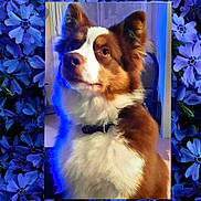 Viking a rejoint le concours — aidez-le/la à gagner de superbes lots ! dog, brown, white, fur, collar, indoor, portrait, blue_light, curious, pet, animal, closeup, fluffy, ears, face, background, window, flower_border, vibrant, gaze