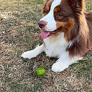 Viking a rejoint le concours — aidez-le/la à gagner de superbes lots ! animal, ball, brown_and_white, canine, closeup, dog, ears, fur, grass, happy, nature, nose, outdoor, paw, pet, playful, summer, tongue_out, tree, yard