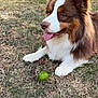 animal, ball, brown_and_white, canine, closeup, dog, ears, fur, grass, happy, nature, nose, outdoor, paw, pet, playful, summer, tongue_out, tree, yard
