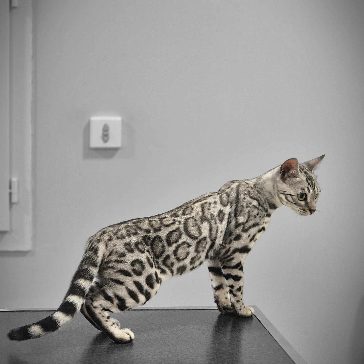 Uranium participe au concours pour gagner de l'argent avec cette photo : abyssinian, animal, cat, cheetah, egyptiancat, electricaldevice, kitten, manx, ocelot, panther, pet, plywood, siamese, wood