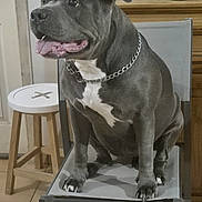 Mya a rejoint le concours — aidez-le/la à gagner de superbes lots ! dog, indoor, chair, tongue_out, chain_collar, gray_dog, white_patch, stool, floor_tiles, bottles, lantern, wooden_dresser, pet, sitting, looking_away, domestic, animal, furniture, happy, closeup