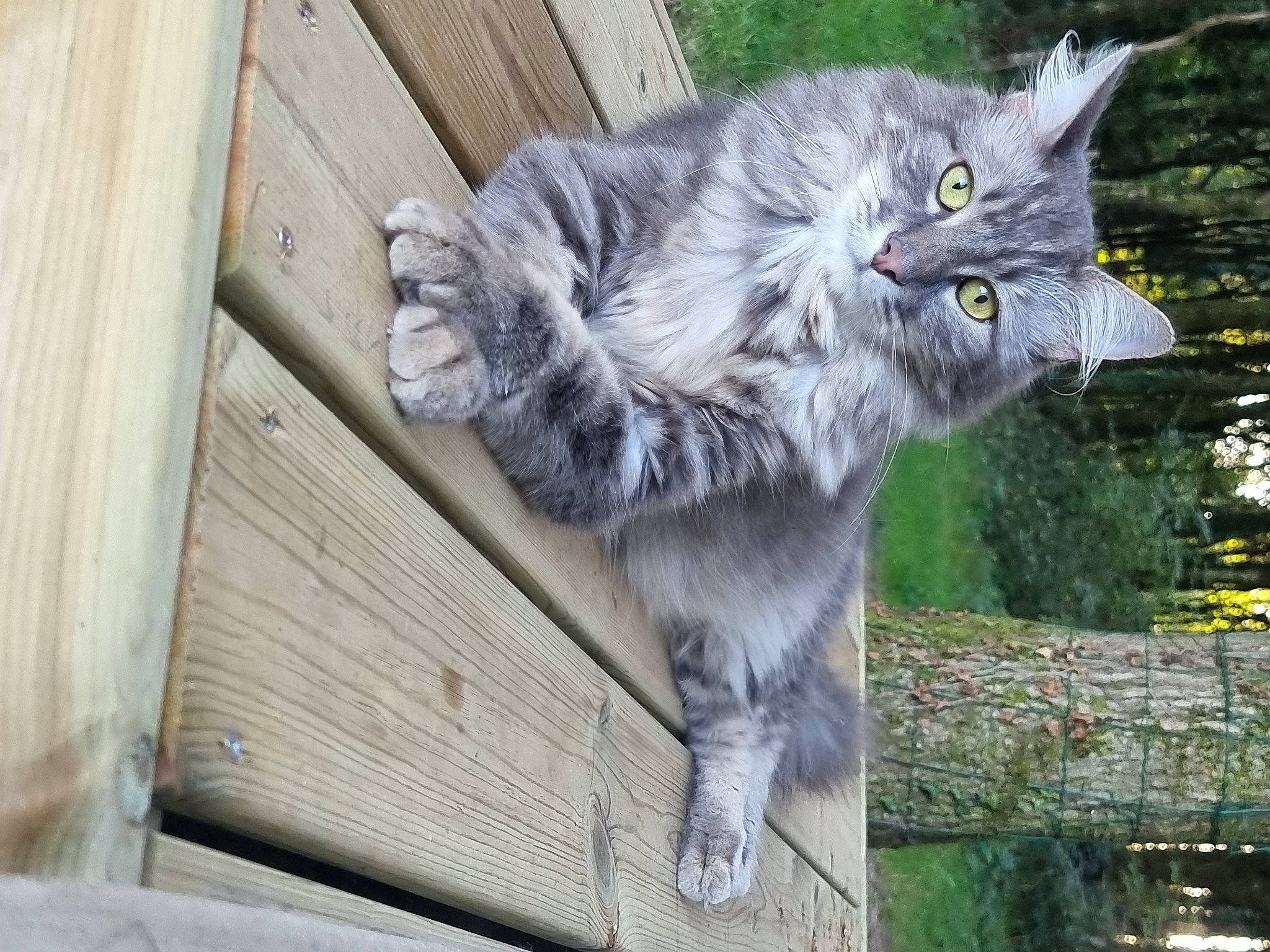 Lulu a rejoint le concours — aidez-le/la à gagner de superbes lots ! british_longhair, carnivore, cat, domestic_short_haired_cat, felidae, fur, grass, hardwood, maine_coon, paw, plant, small_to_medium_sized_cats, snout, tail, terrestrial_animal, tree, whiskers, wood