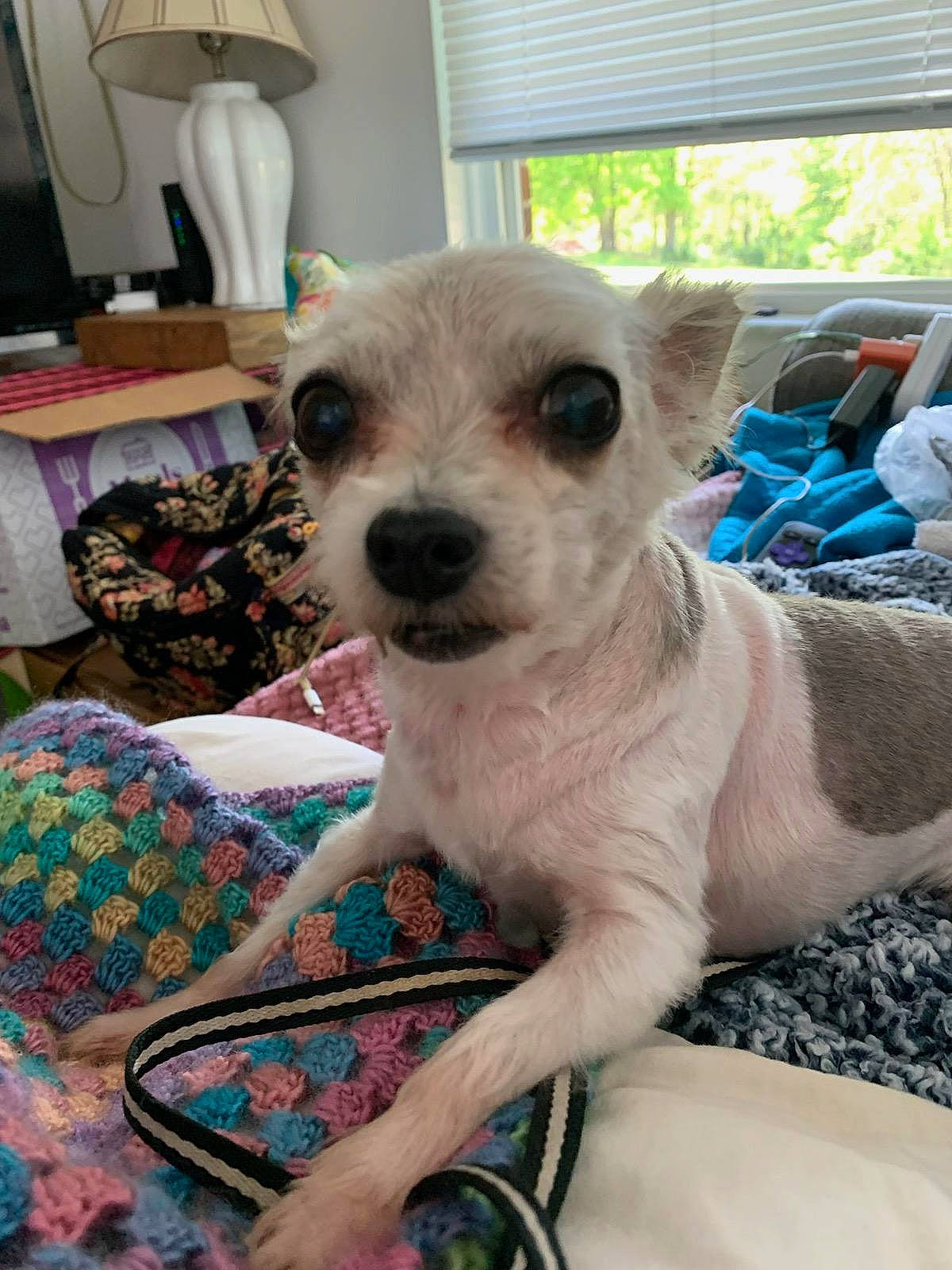 Sophi joined the competition — help win amazing prizes! canidae, carnivore, comfort, companion_dog, dog, dog_breed, dog_supply, fawn, fur, home_appliance, lamp, linens, non_sporting_group, pattern, snout, sporting_group, terrestrial_animal, toy_dog, whiskers, window