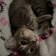 Bruno is registered to the contest to win money with this photo: cat, tabby, pet, animal, feline, cute, blanket, soft, cozy, sleeping, whiskers, ears, paws, indoor, resting, cute_pet, domestic_animal, fur, closeup, curious