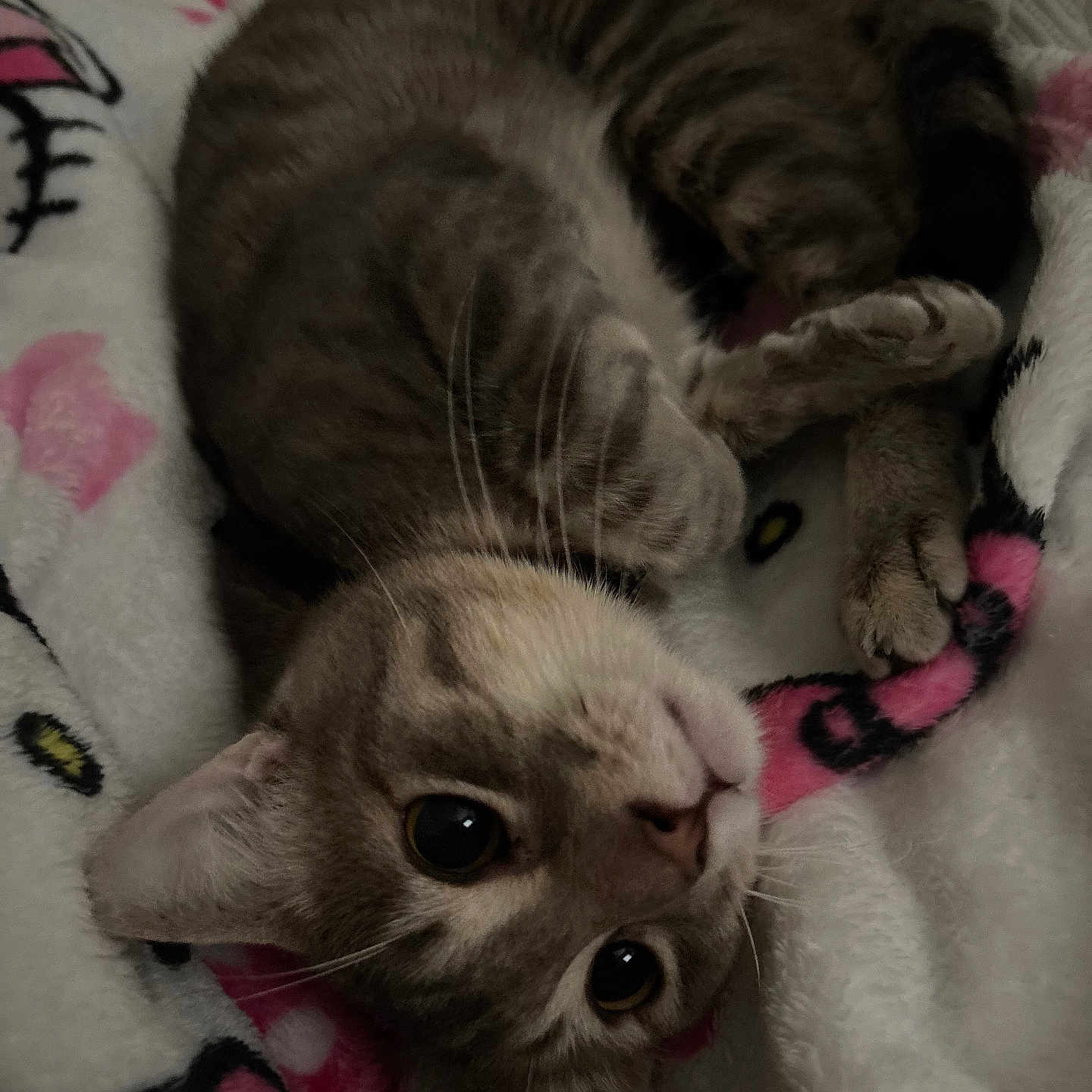 Bruno is registered to the contest to win money with this photo: animal, blanket, cat, closeup, cozy, curious, cute, cute_pet, domestic_animal, ears, feline, fur, indoor, paws, pet, resting, sleeping, soft, tabby, whiskers
