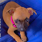 Daisy May joined the competition — help win amazing prizes! puppy, dog, brown, black_face, pink_collar, blue_cushion, cute, pet, small, fur, ears, paws, resting, indoor, closeup, young, animal, looking_up, adorable, cozy