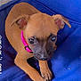 puppy, dog, brown, black_face, pink_collar, blue_cushion, cute, pet, small, fur, ears, paws, resting, indoor, closeup, young, animal, looking_up, adorable, cozy