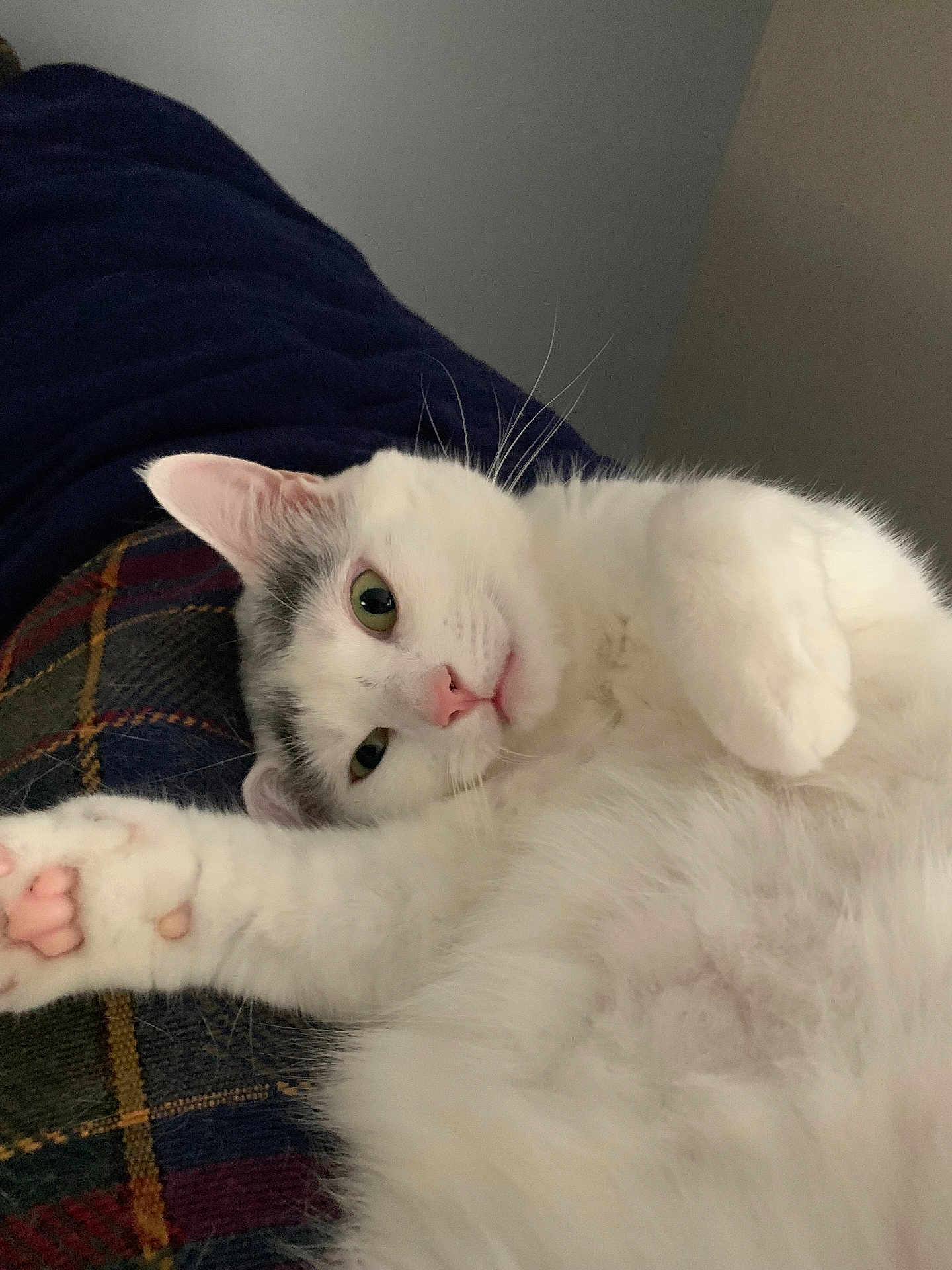 Precious joined the competition — help win amazing prizes! belly, cat, close_up, cushion, cute, domestic_animal, feline, fluffy_fur, green_eyes, indoor, lying_down, paw, paw_pads, pet, pink_nose, plaid_blanket, portrait, relaxed, whiskers, white_cat