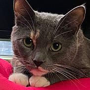 Misty is registered to the contest to win money with this photo: cat, gray_cat, white_paws, yellow_eyes, close_up, pet, animal, feline, whiskers, indoor, red_cushion, resting, cute, curious, soft_fur, portrait, domestic_cat, relaxed, paw, face