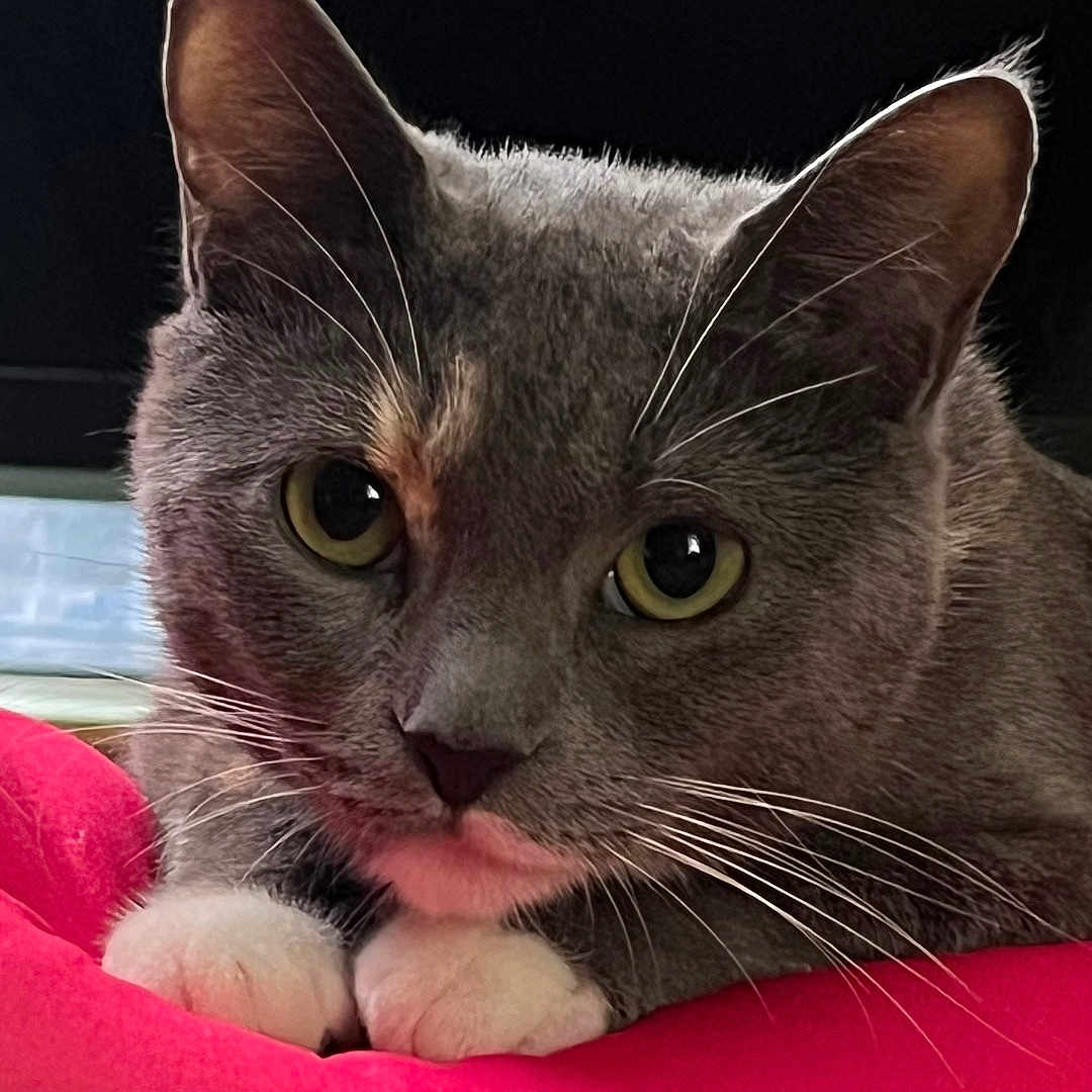 Misty is registered to the contest to win money with this photo: animal, cat, close_up, curious, cute, domestic_cat, face, feline, gray_cat, indoor, paw, pet, portrait, red_cushion, relaxed, resting, soft_fur, whiskers, white_paws, yellow_eyes