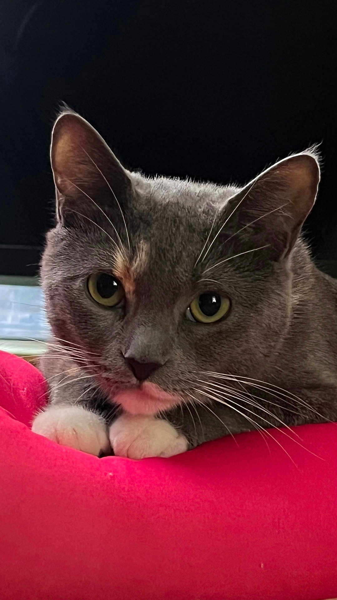 Misty is registered to the contest to win money with this photo: cat, gray_cat, white_paws, yellow_eyes, close_up, pet, animal, feline, whiskers, indoor, red_cushion, resting, cute, curious, soft_fur, portrait, domestic_cat, relaxed, paw, face