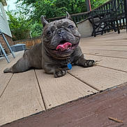 Baloo is registered to the contest to win money with this photo: french_bulldog, dog, pet, tongue_out, outdoor, deck, wooden_floor, smiling, collar, tag, chair, table, greenery, fence, happy, canine, animal, resting, summer, sunny