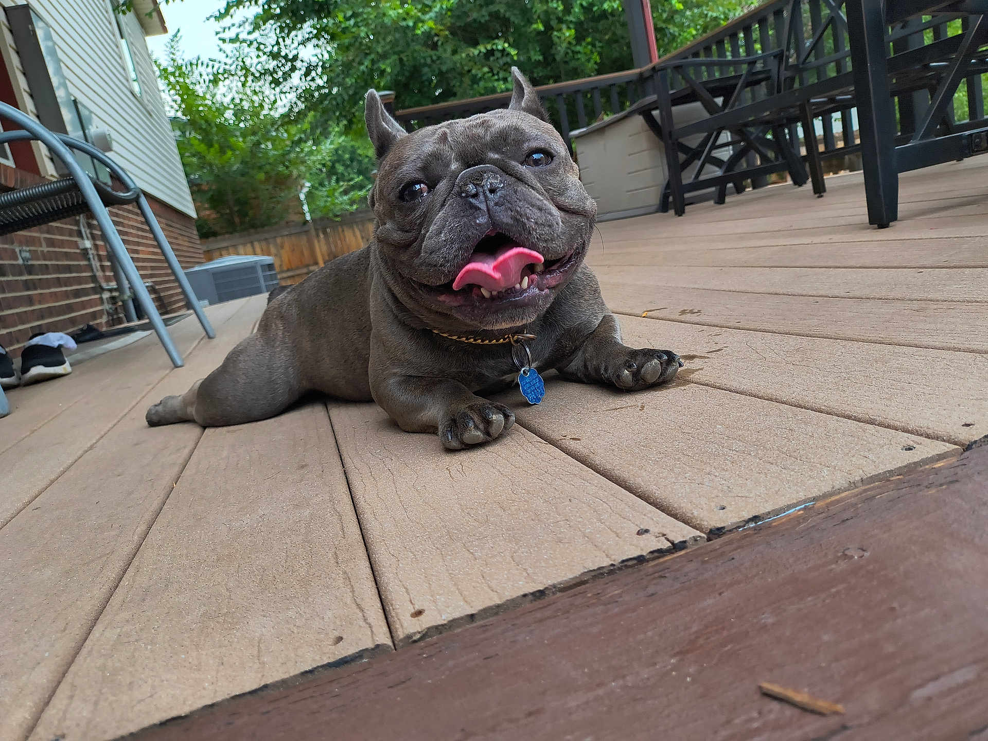 Baloo