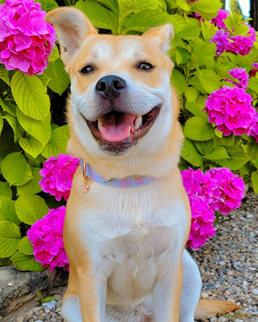 Thïa a rejoint le concours — aidez-le/la à gagner de superbes lots ! annual_plant, carnivore, collar, companion_dog, dog, dog_breed, dog_collar, fashion_accessory, fawn, flower, flowerpot, grass, green, happy, leash, magenta, petal, pink, plant, tail