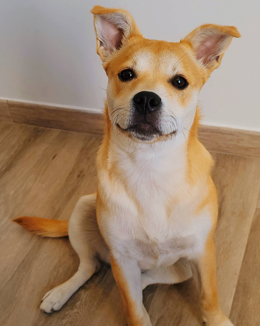 Thïa participe au concours pour gagner de l'argent avec cette photo : bored, canidae, carnivore, collar, companion_dog, dog, dog_breed, fawn, flooring, fur, hardwood, paw, snout, sporting_group, tail, terrestrial_animal, toy_dog, whiskers, wood, working_animal