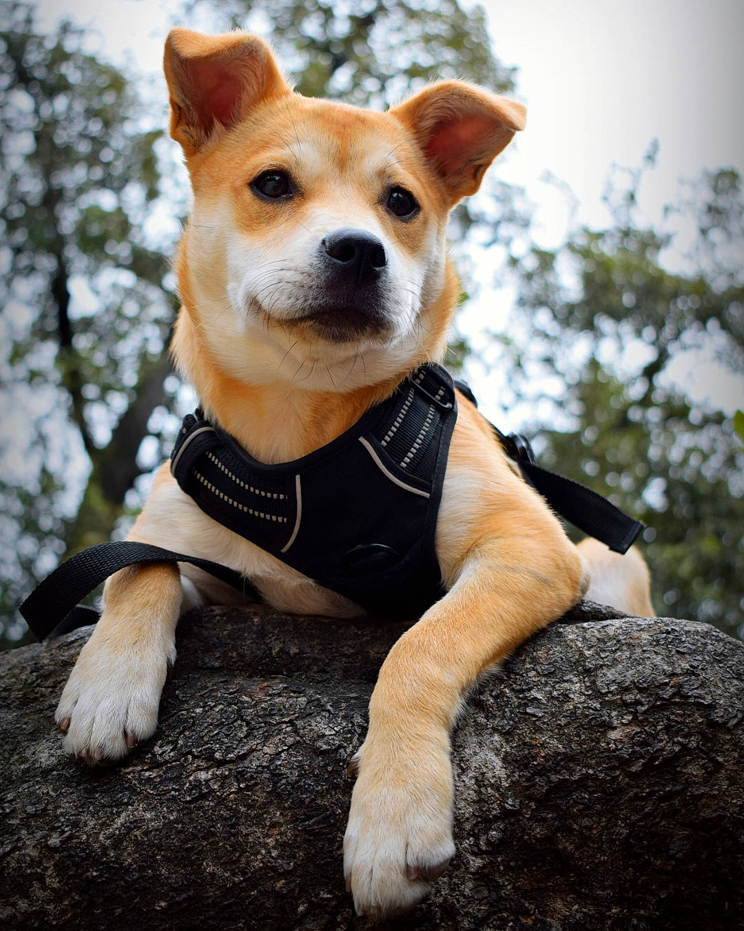 Thïa a rejoint le concours — aidez-le/la à gagner de superbes lots ! canidae, carnivore, collar, companion_dog, dog, dog_breed, dog_clothes, dog_collar, dog_supply, fawn, fur, grass, plant, sky, sporting_group, tail, toy_dog, tree, whiskers, working_animal