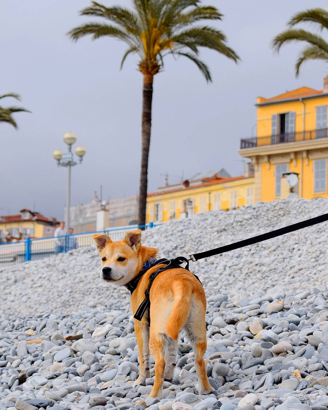 Thïa participe au concours pour gagner de l'argent avec cette photo : arecales, building, carnivore, collar, companion_dog, dog, dog_breed, dog_collar, dog_supply, fawn, leisure, palm_tree, pet_supply, plant, sidewalk, sky, travel, tree, window, working_animal