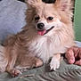 dog, fluffy, small_dog, light_brown, tongue_out, pet, cushion, hand, person, indoor, relaxed, cute, animal, companion, furry, friendly, resting, domestic, closeup, happy