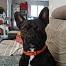 animal, black_dog, brown_eyes, canine, close_up, collar, couch, dog, domestic_animal, ears, furniture, home, indoor, living_room, orange_collar, pet, portrait, sitting, white_chest, window