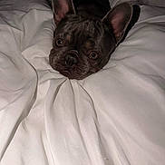 Rosie Mae joined the competition — help win amazing prizes! dog, french_bulldog, pet, blanket, white, bed, cute, animal, ears, face, fur, indoors, cozy, resting, expression, closeup, portrait, comfort, sleepy, domestic