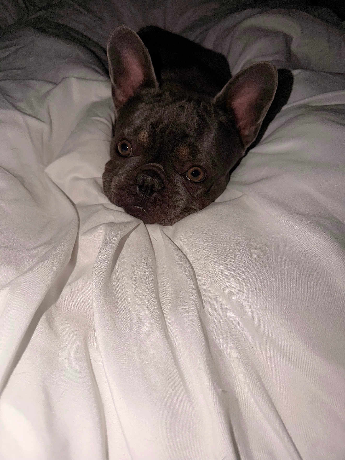 Rosie Mae joined the competition — help win amazing prizes! dog, french_bulldog, pet, blanket, white, bed, cute, animal, ears, face, fur, indoors, cozy, resting, expression, closeup, portrait, comfort, sleepy, domestic