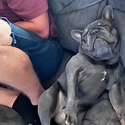Rosie is registered to the contest to win money with this photo: dog, french_bulldog, couch, person, indoor, relaxed, sitting, shorts, black_socks, legs, pet, companion, casual, resting, home, furniture, canine, animal, cute, cozy