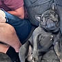 dog, french_bulldog, couch, person, indoor, relaxed, sitting, shorts, black_socks, legs, pet, companion, casual, resting, home, furniture, canine, animal, cute, cozy