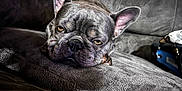 Rosie joined the competition — help win amazing prizes! dog, french_bulldog, pet, sleepy, couch, indoor, relaxed, close_up, animal, resting, face, ears, paw, furry, companion, household, cozy, texture, gray, portrait