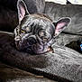dog, french_bulldog, pet, sleepy, couch, indoor, relaxed, close_up, animal, resting, face, ears, paw, furry, companion, household, cozy, texture, gray, portrait