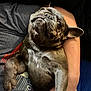 Rosie joined the competition — help win amazing prizes! dog, french_bulldog, pet, animal, indoor, person, arms, holding, relaxed, cute, companion, fur, face, expression, snout, ears, paw, comfort, home, casual