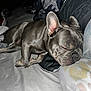 Rosie is registered to the contest to win money with this photo: dog, french_bulldog, sleeping, bed, blanket, indoor, pet, resting, cozy, cute, animal, fur, ears, snout, paw, comfort, relaxation, domestic, canine, companion