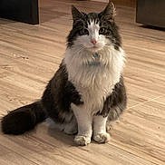 Vinnie is registered to the contest to win money with this photo: cat, fluffy, sitting, indoor, wooden_floor, pet, feline, curious, fur, domestic_animal, animal, whiskers, tail, collar, quiet, calm, household, mammal, cute, portrait