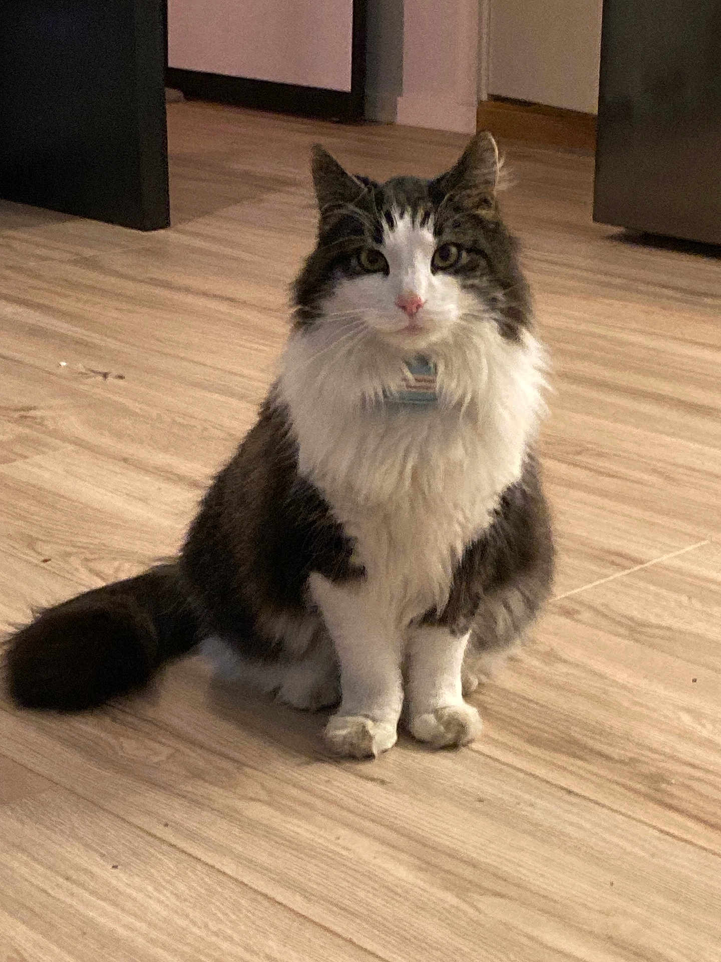 Vinnie