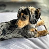 Opal joined the competition — help win amazing prizes! animal, blurred_background, canine, closeup, cushion, cute, dachshund, dappled, dog, ears, fur, indoor, laying, nose, pet, portrait, puppy, relaxed, soft_light, young